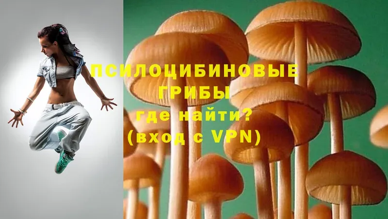 цены   Опочка  Галлюциногенные грибы Psilocybe 